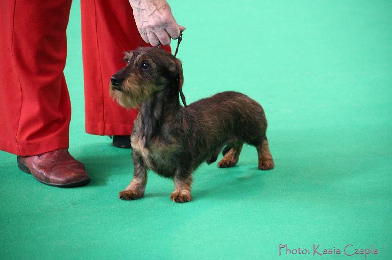 Crufts2011_2 567.jpg